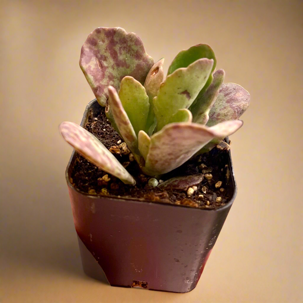 Kalanchoe Humilis ‘Desert Surprise’