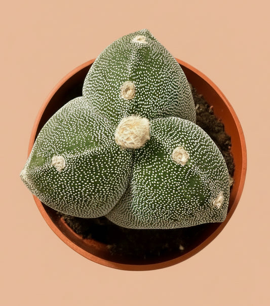 Green Astrophytum Myriostigma var. Tricostatum plant in a pot on a beige background