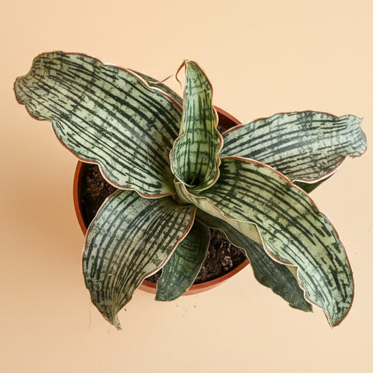 Sansevieria ‘Cleopatra’ - 3.5” pot
