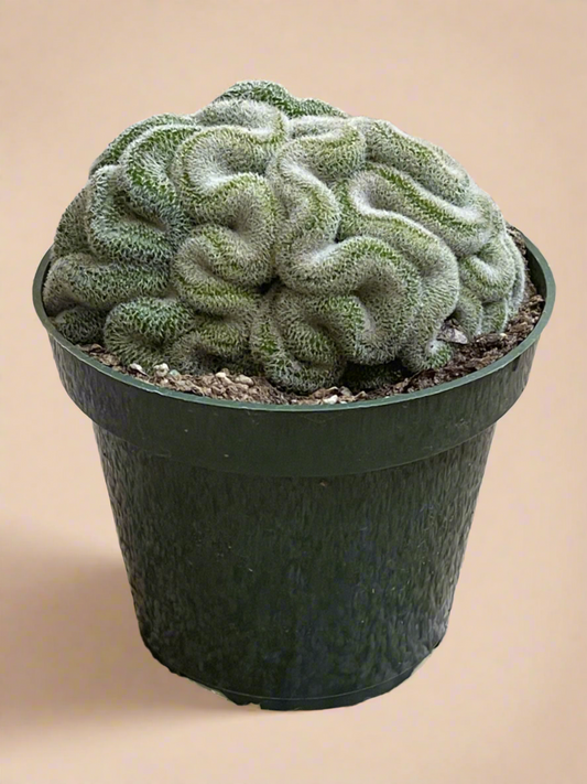 4.5” Mammillaria Microthele Cristata - Brain Cactus