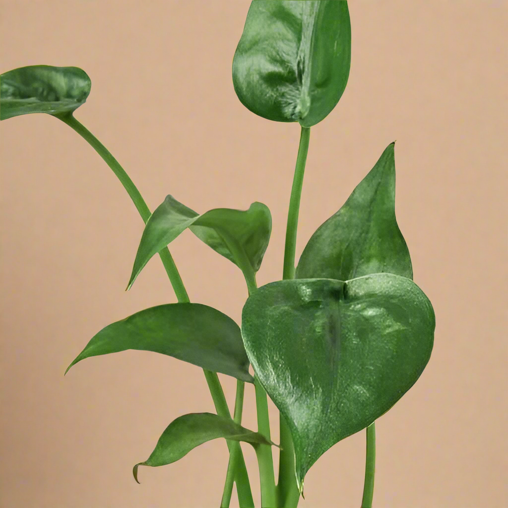 4” Alocasia Tiny Dancer