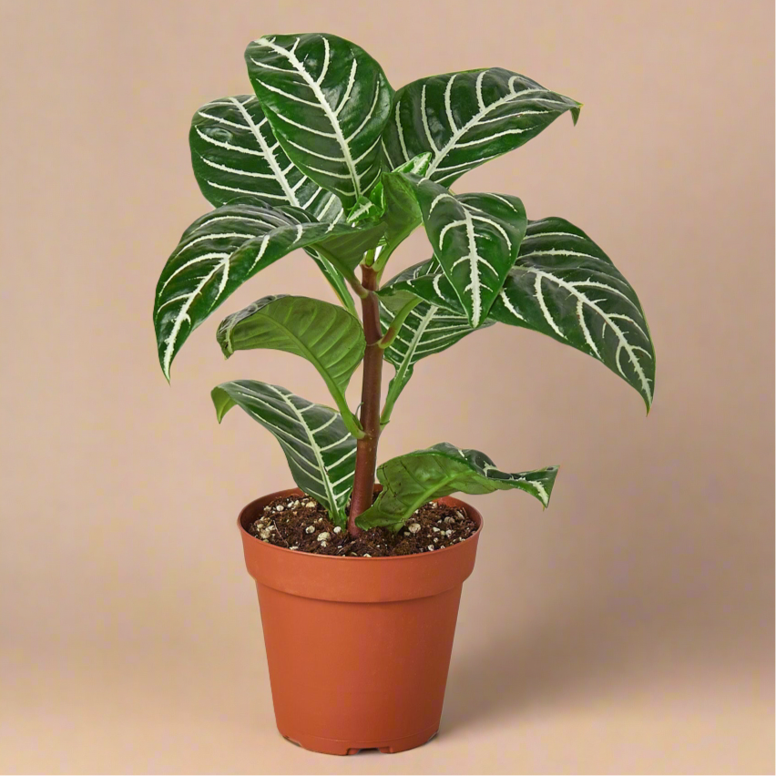 Zebra Plant (Aphelandra squarrosa)