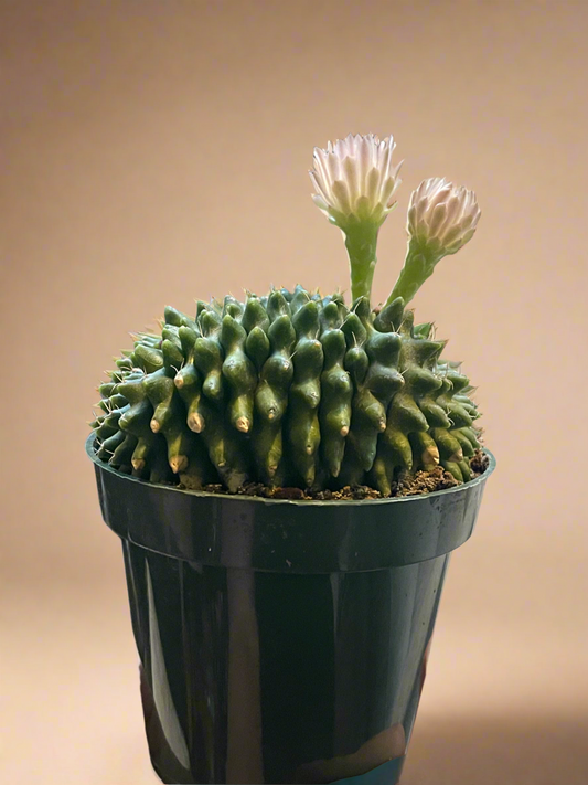 4.5” Gymnocalycium mihanovichii Inermis Cristata ‘Spineless’