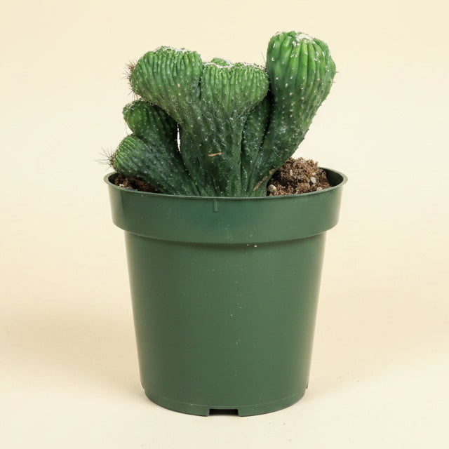 Cereus Coral Green 4.5” pot