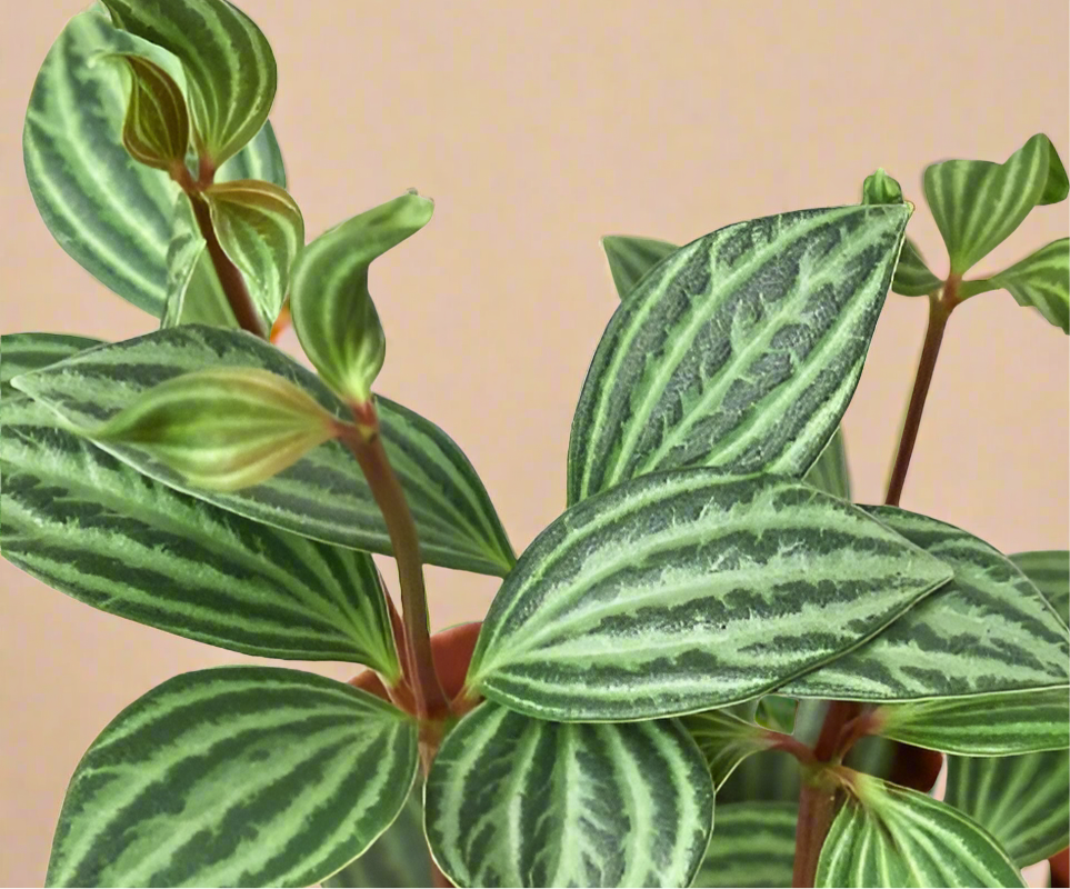 Peperomia 'Parallel'