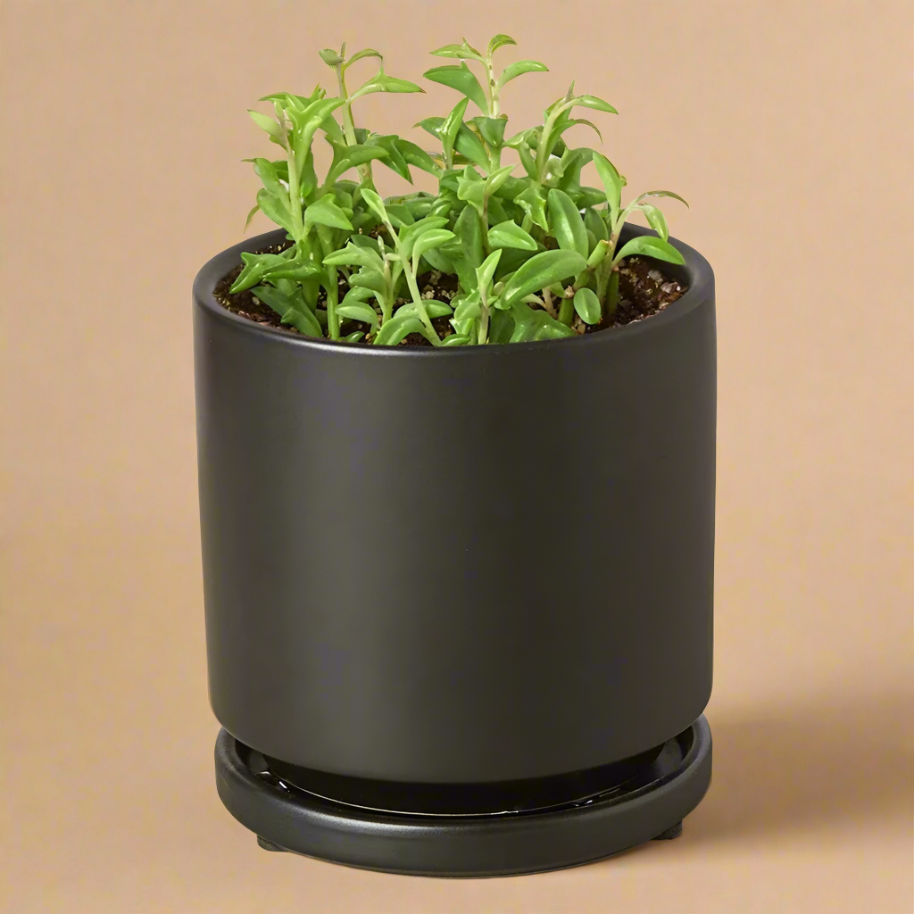 String of Dolphins - Senecio Peregrinus