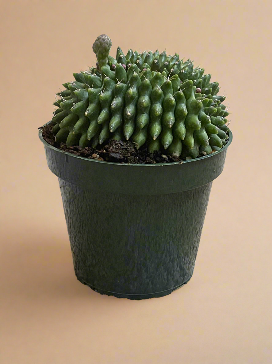 4.5” Gymnocalycium mihanovichii Inermis Cristata ‘Spineless’