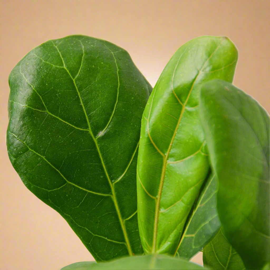 Ficus Lyrata 'Fiddle Leaf Fig'