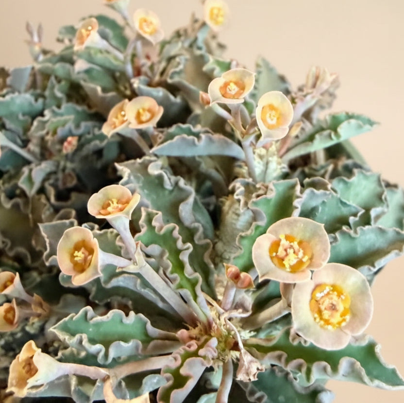 Euphorbia Decaryi - 4.5” pot