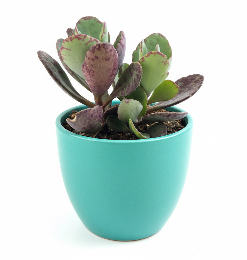 Kalanchoe Humilis ‘Desert Surprise’