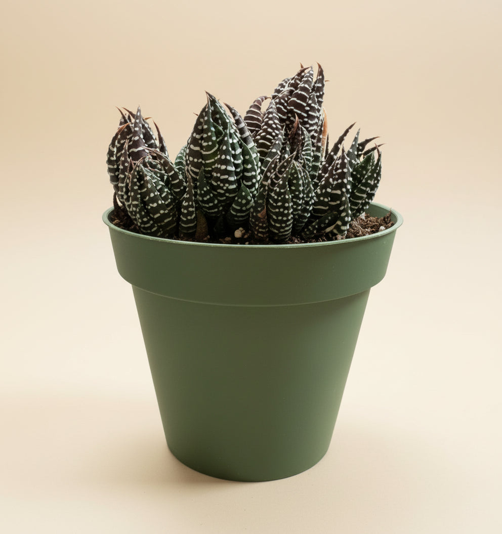 Haworthia Super Fasciata - Zebra Haworthia