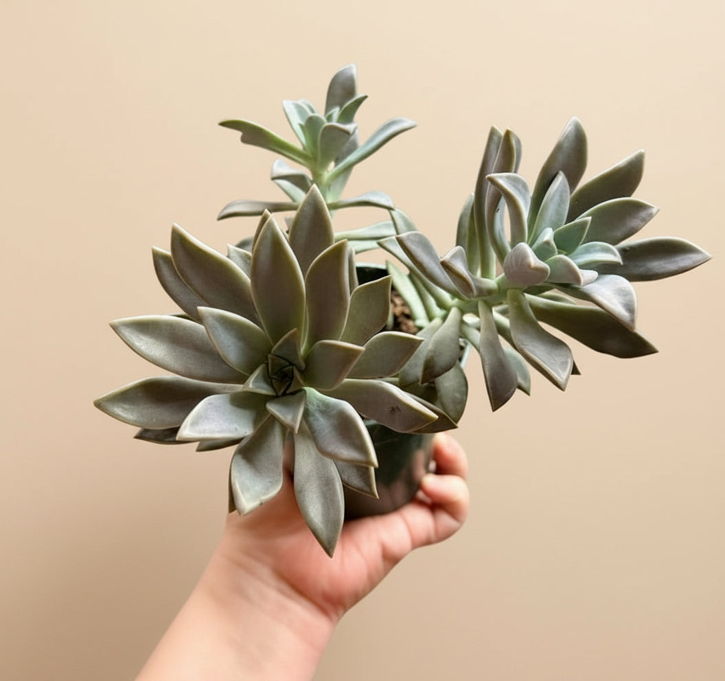 4-inch Graptopetalum Paraguayense - Ghost Plant