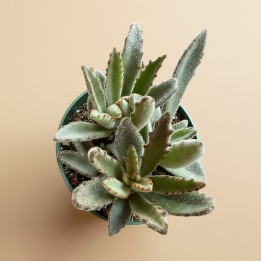 4” Kalanchoe Tomentosa - Panda Plant