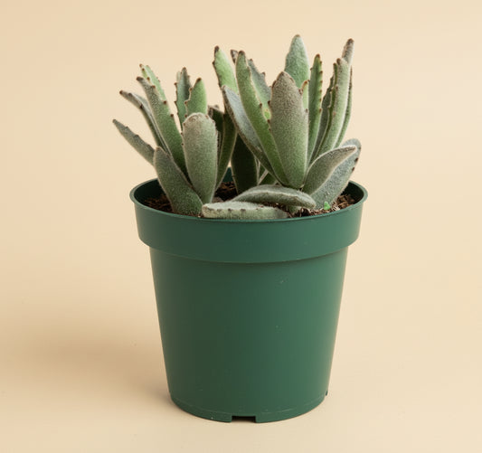 4” Kalanchoe Tomentosa - Panda Plant