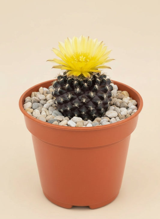 3” Neochilenia Odieri Cactus