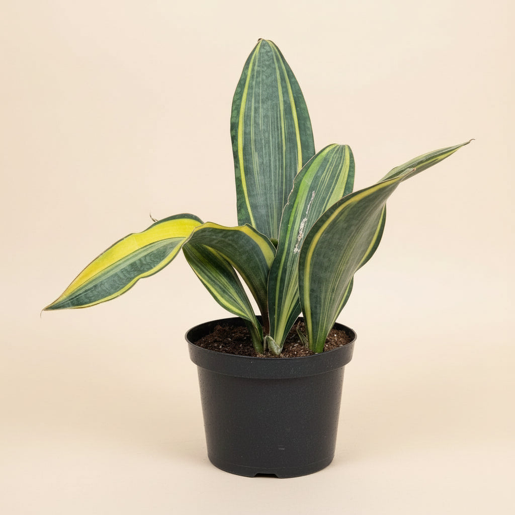 Giant Variegated Whale Fin (Sansevieria masoniana)- 10” Pot