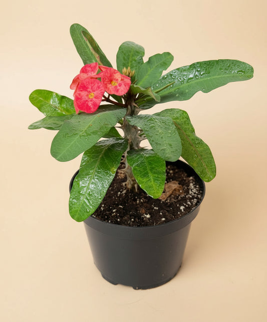 8” Crown of Thorns (Euphorbia Milii)