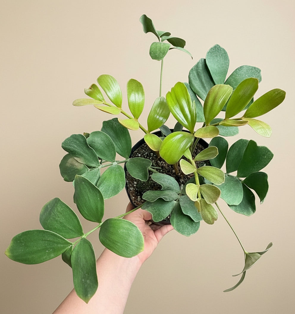 cardboard palm plant Zamia Furfuracea