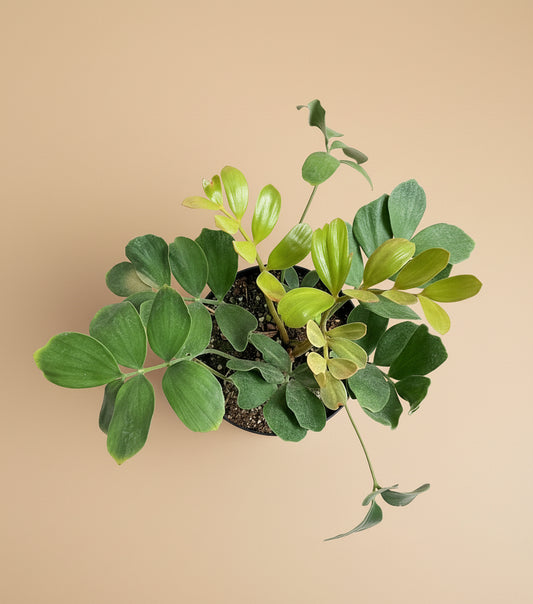 8” Zamia Furfuracea - Cardboard Palm