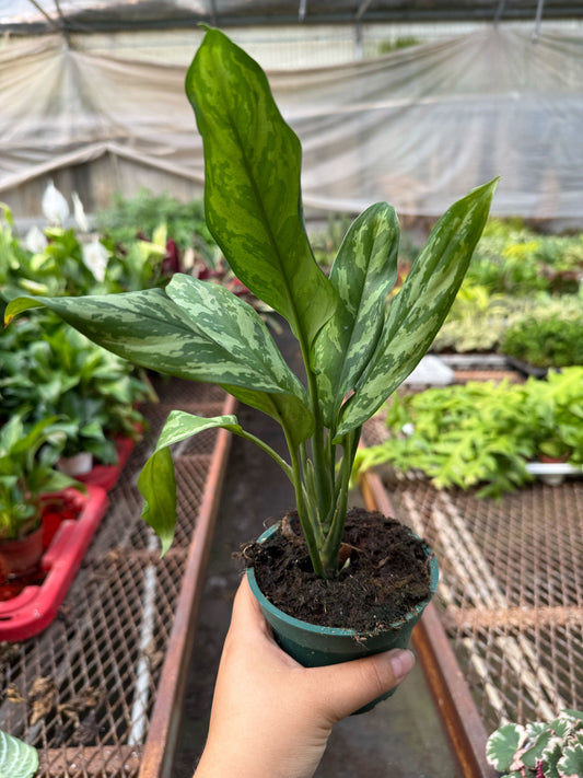 Aglaonema 'Maria'