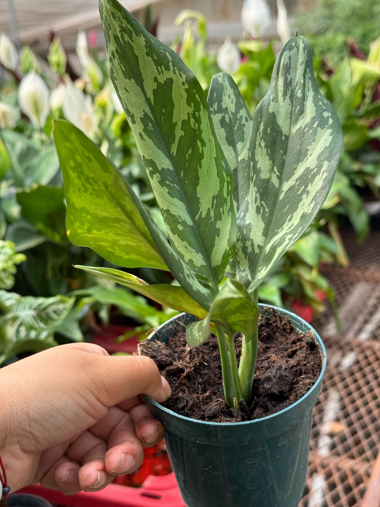 Aglaonema 'Maria'