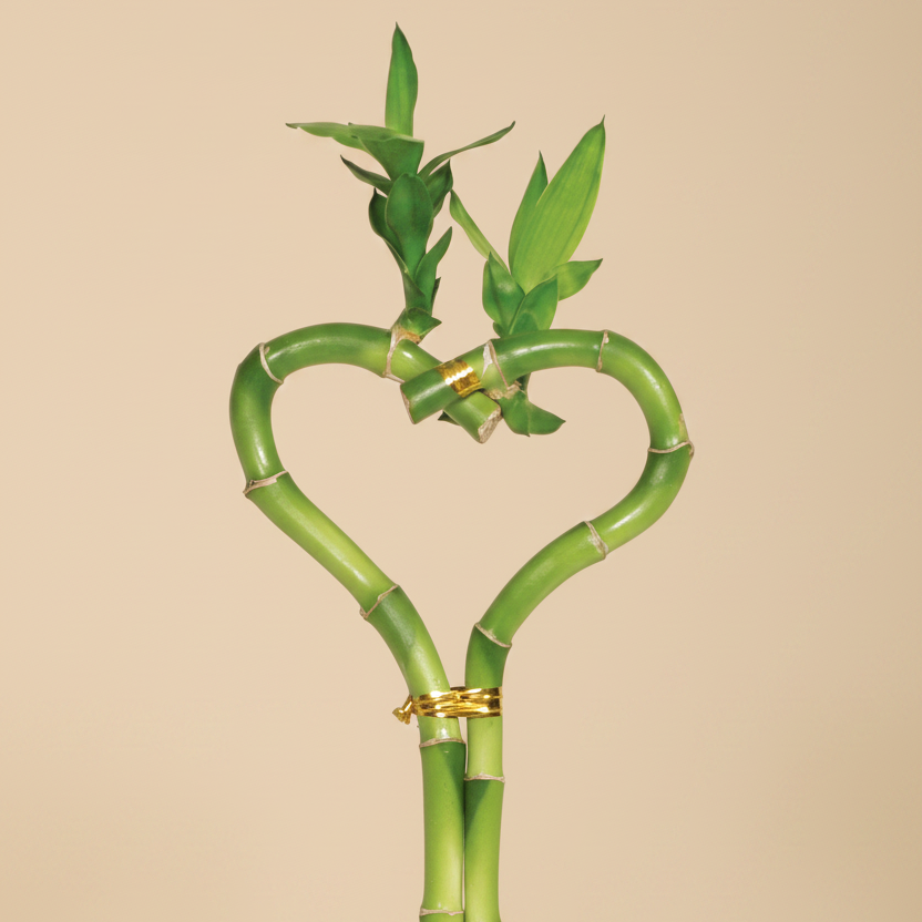 Dracaena 'Lucky Bamboo' (Heart Shape)