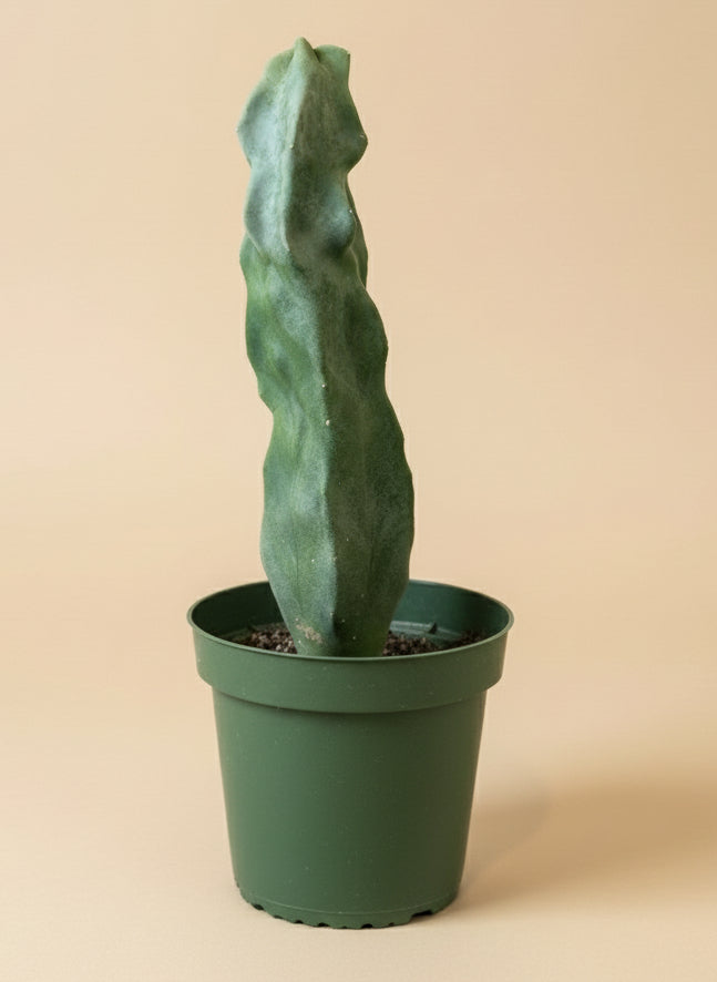 Totem Pole Cactus 4.5” Pot