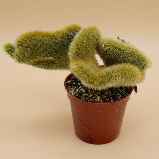 Crested Golden Rat Tail | 2.5 inch | Cleistocactus winteri cristata