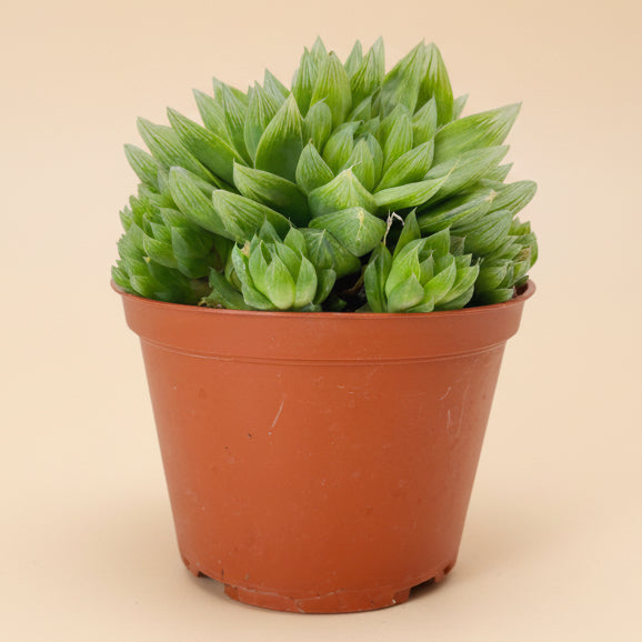 Cathedral Window Haworthia Cymbiformis 6”