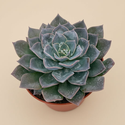 Echeveria Blue Prince | 6 inch
