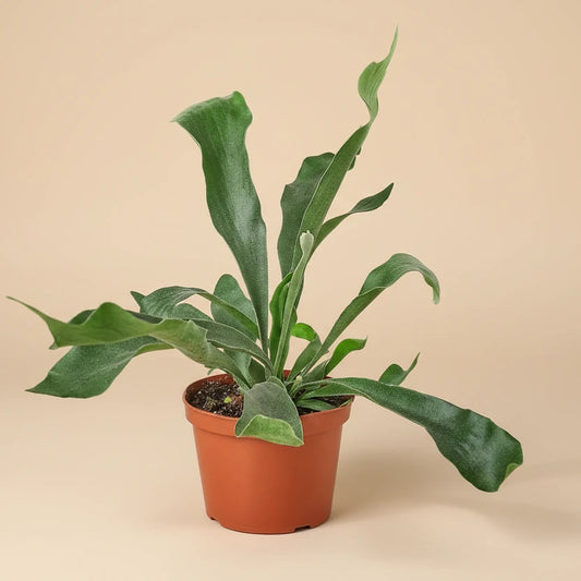 Staghorn Fern