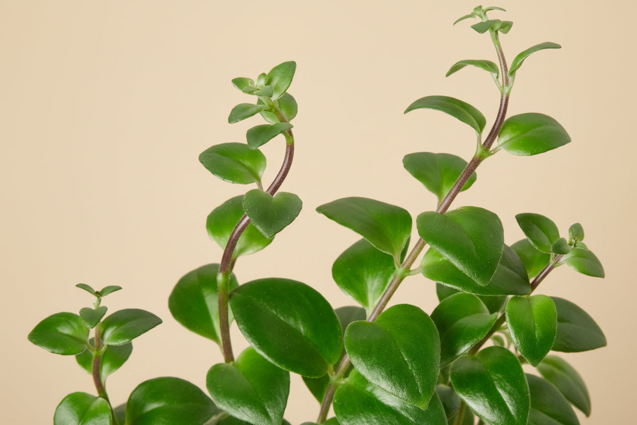 Lipstick Plant - 6" Pot