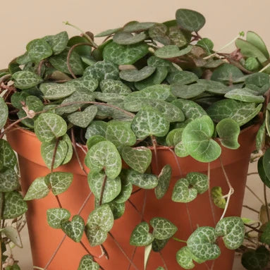 Succulent 'String of Hearts'