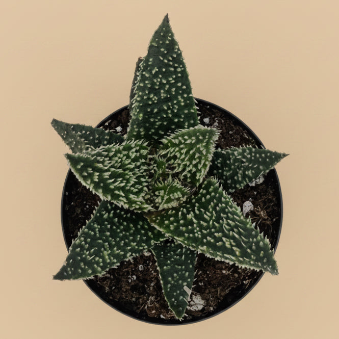 Aloe Tarantula | 2.5 inch | Star Aloe Hybrid
