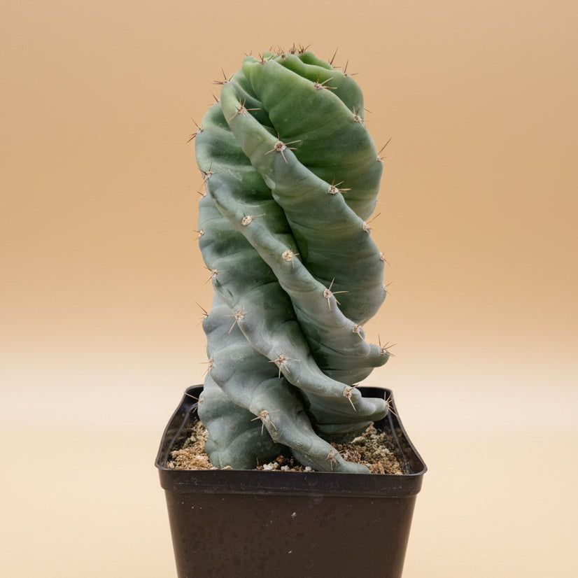 Spiral Cactus- Cereus Forbesii Spiralis 6”