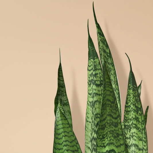 Snake Plant 'Zeylanica'