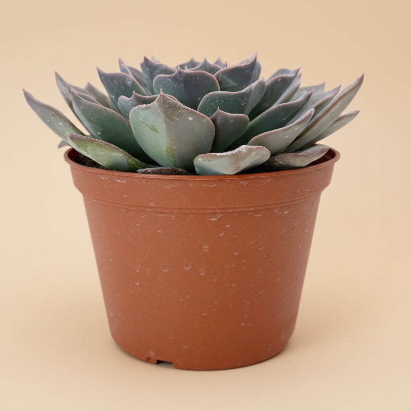 Echeveria Blue Prince | 6 inch
