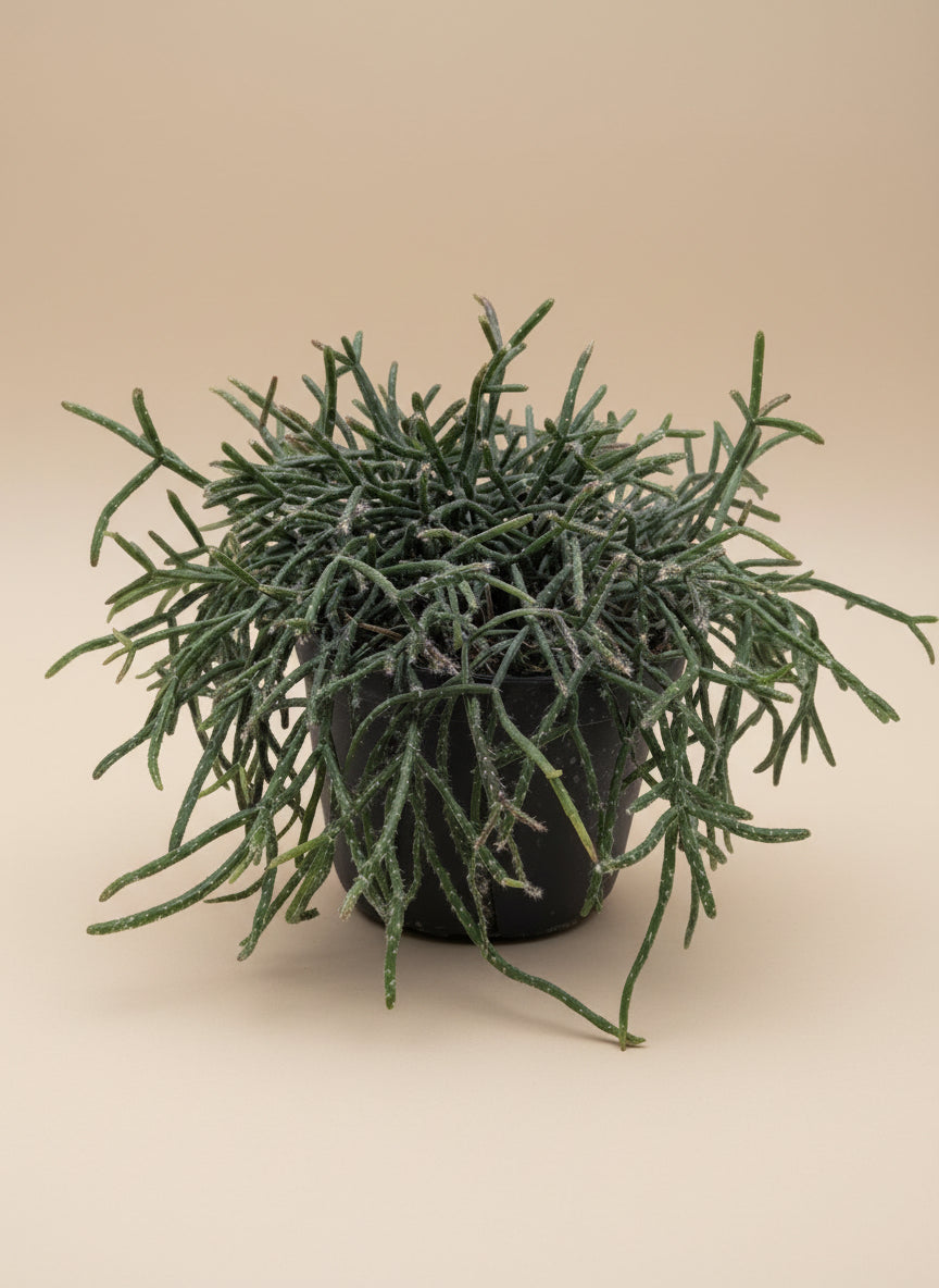 Rhipsalis