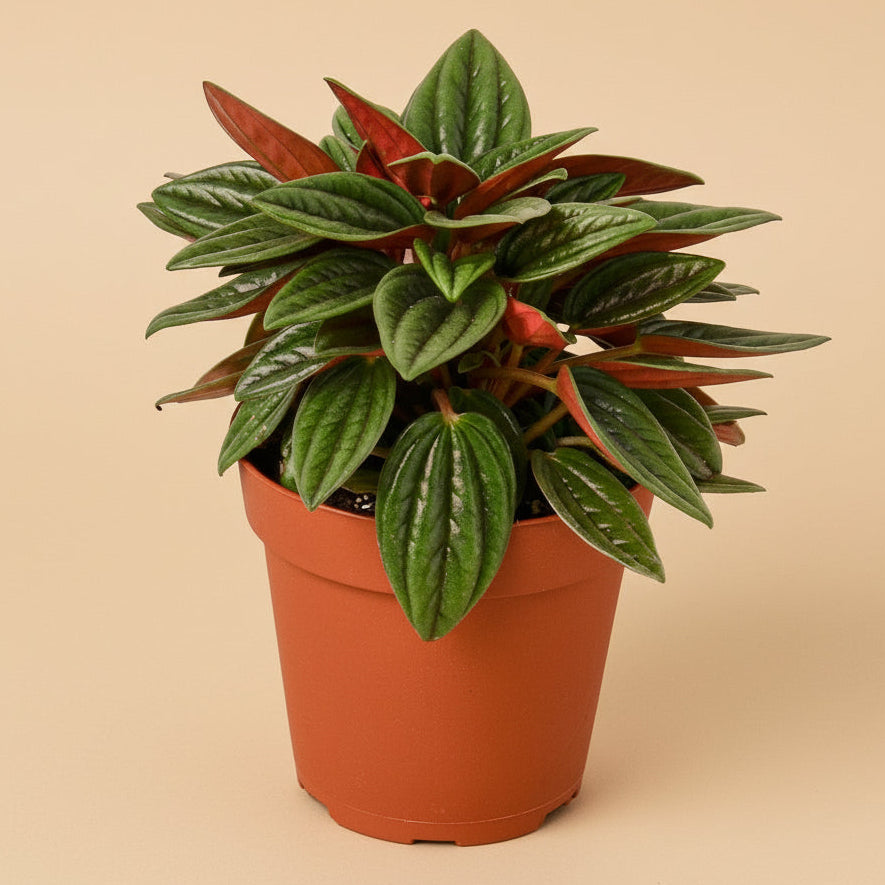 Peperomia