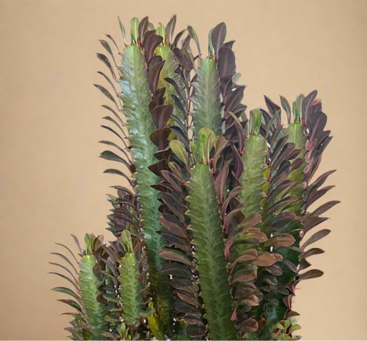 8” Euphorbia Trigona Rubra Large