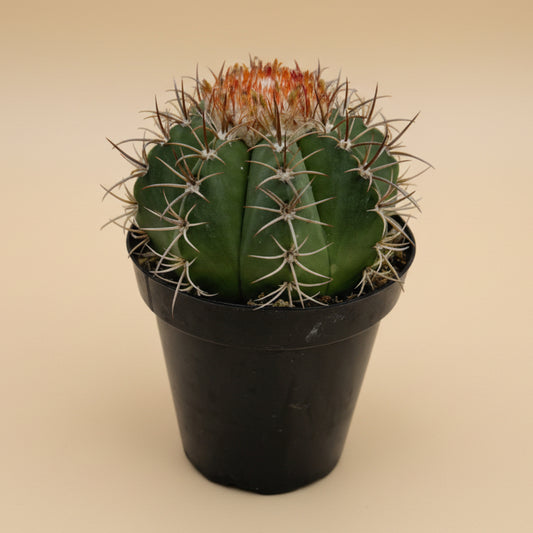 Turk’s Cap Cactus- Melocactus Matanzanus 3.5”