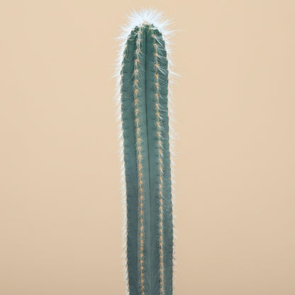 Blue Torch Cactus - Pilocereus Pachycladus