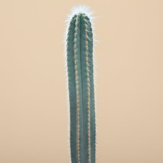 Blue Torch Cactus - Pilocereus Pachycladus