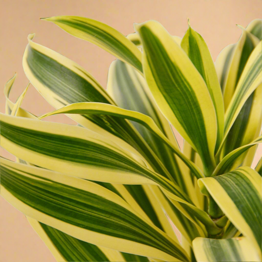 Dracaena 'Song of India'