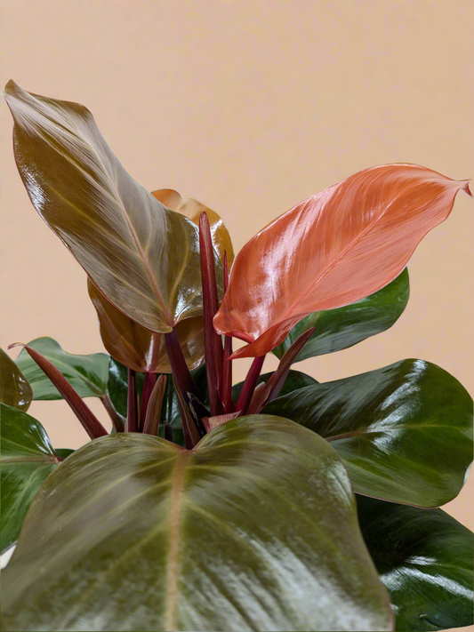 Philodendron 'Sun Red'