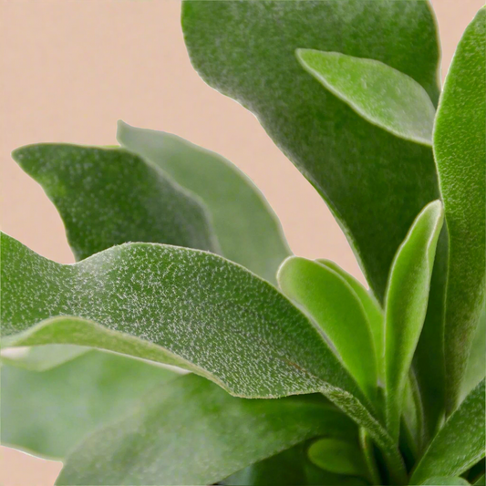 Staghorn Fern - Platycerium Bifurcatum
