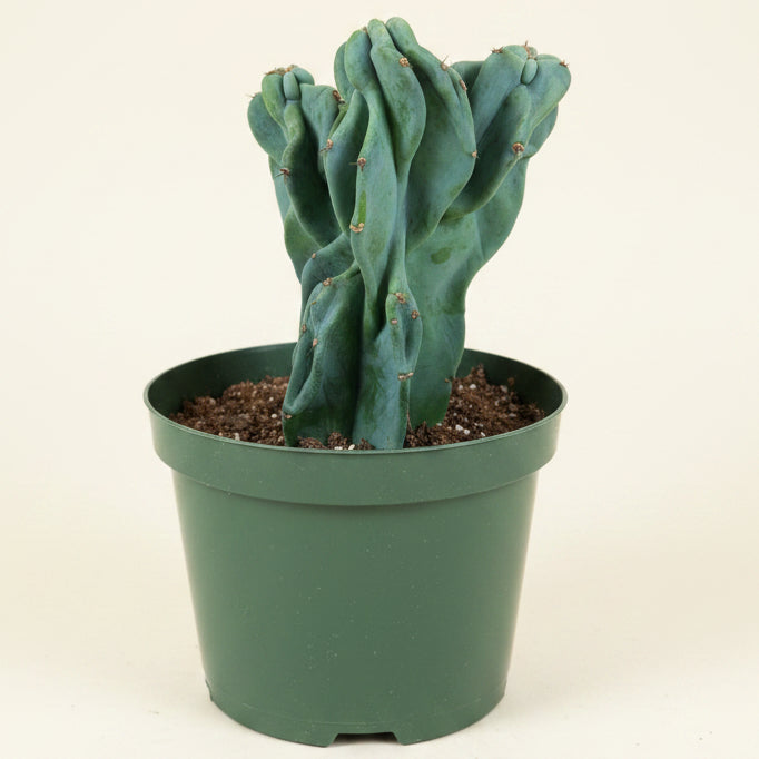 Monstrose Apple Cactus 'Cereus peruvianus monstrose' 8” pot