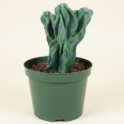 Monstrose Apple Cactus 'Cereus peruvianus monstrose' 8” pot