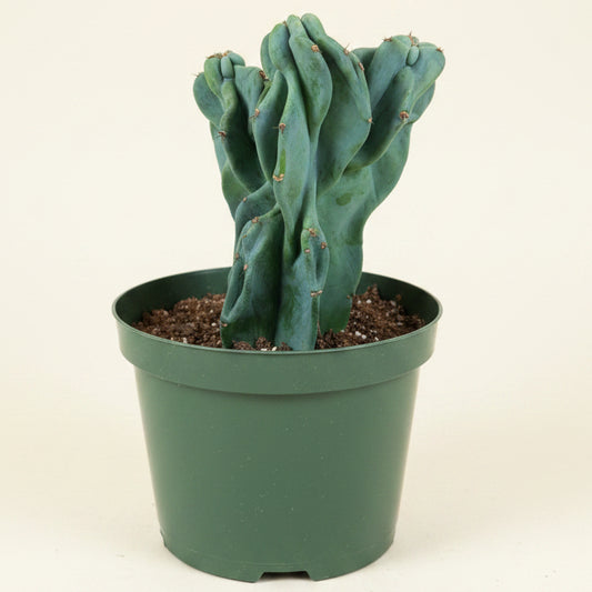Monstrose Apple Cactus 'Cereus peruvianus monstrose' 8” pot