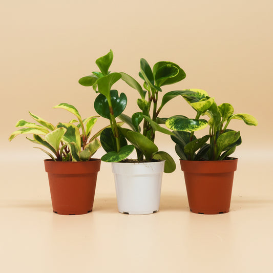 3 Different Peperomia Plants in 4" Pots - Baby Rubber Plants - House Plant Shop